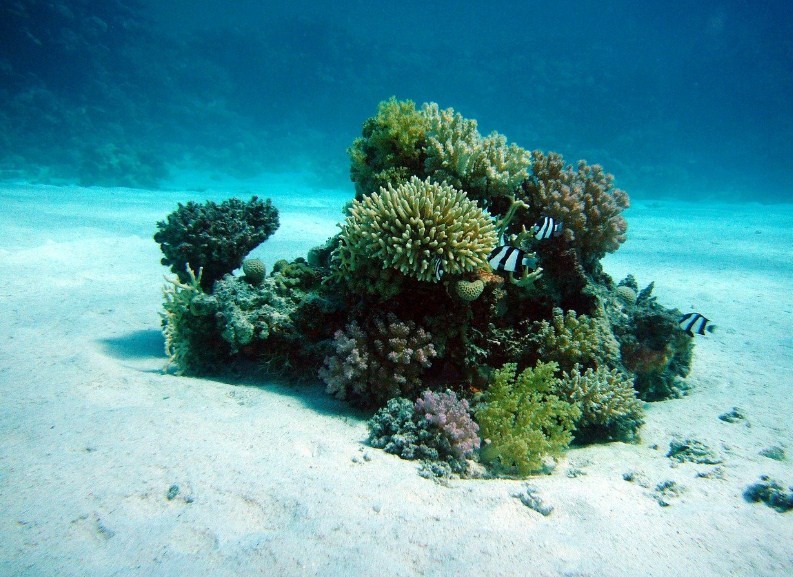 кораллы на морском дне 