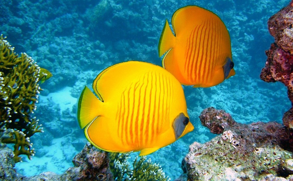 яркие рыбки около кораллов