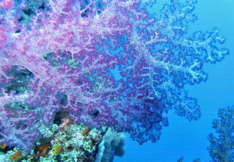 кораллы в воде