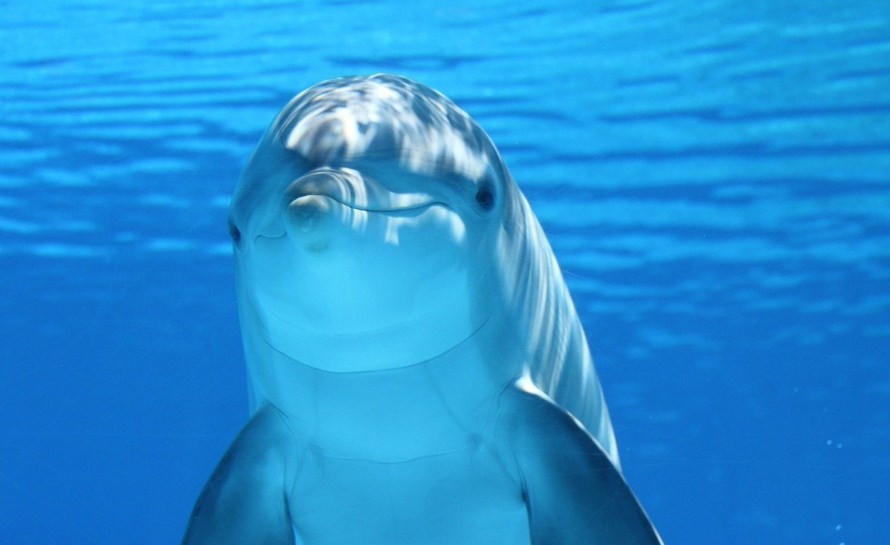 как выглядит дельфин