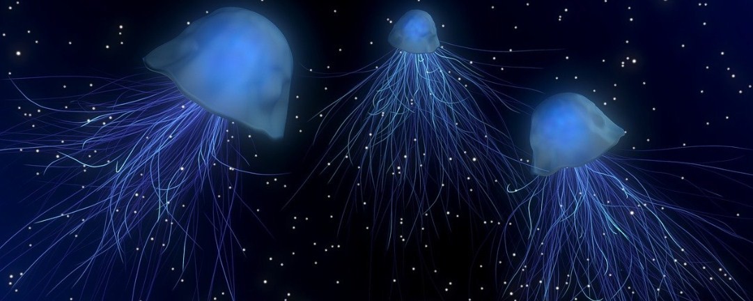 Удивительные медузы: 9 самых поразительных фактов о них