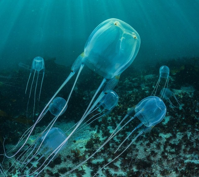 особенности строения самой ядовитой медузы