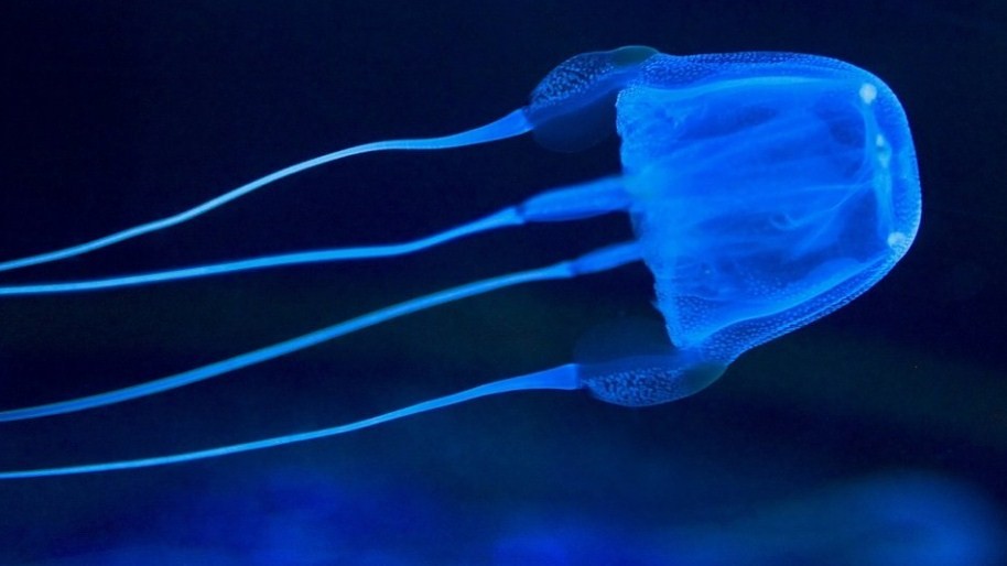 медуза которая может убить человека 