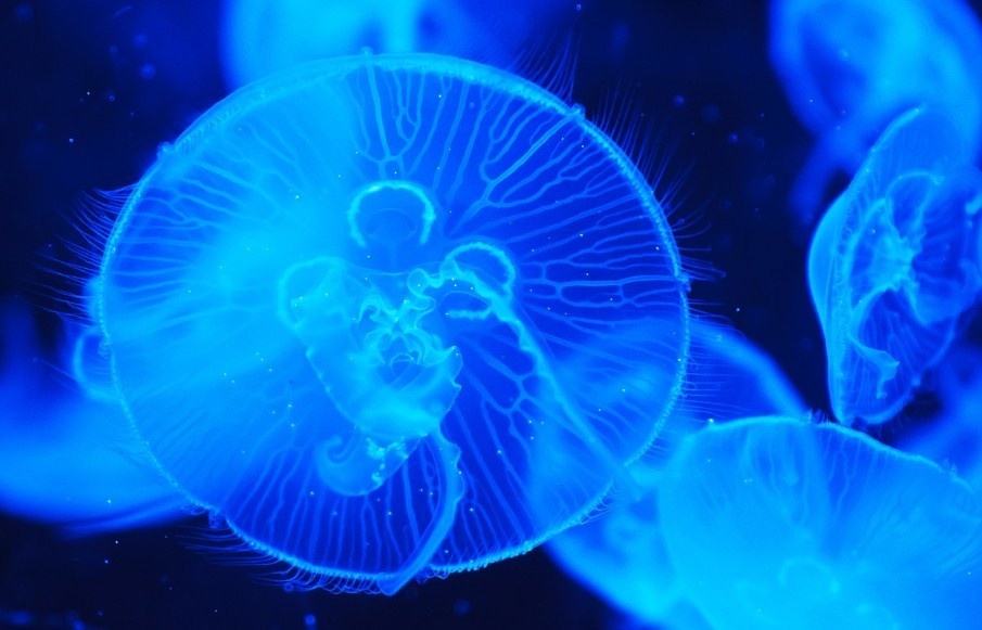 крупная медуза