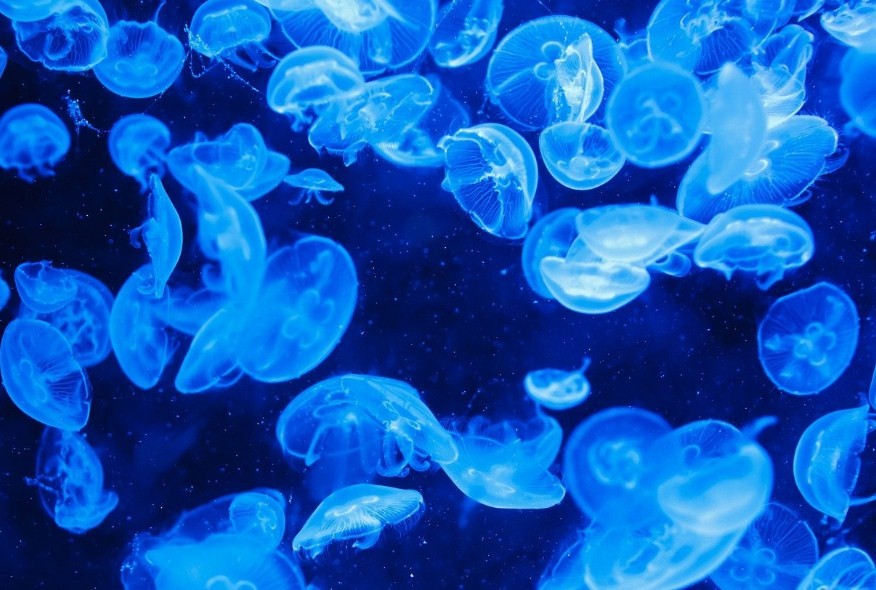 несколько медуз в воде