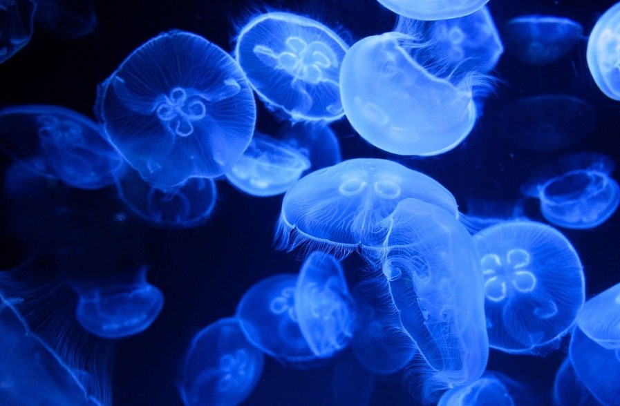 несколько медуз