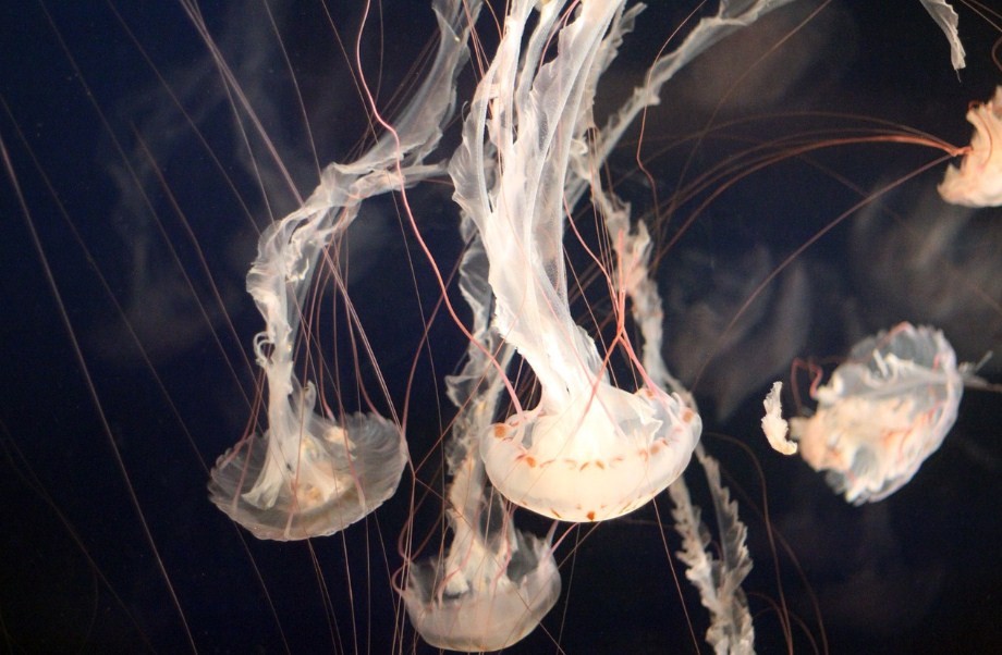 какие медузы бывают