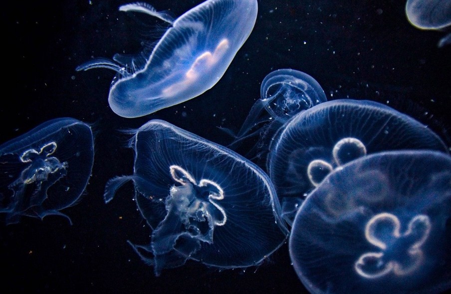 крупные медузы в воде
