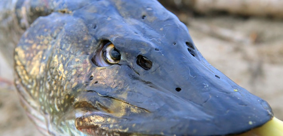 Узнайте, зачем рыбе ноздри: ответ не так прост