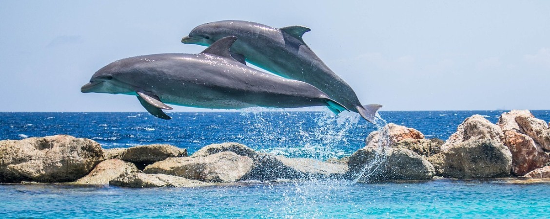 Дельфин и удивительные факты о нем: готовы поспорить, вы о многом не догадывались