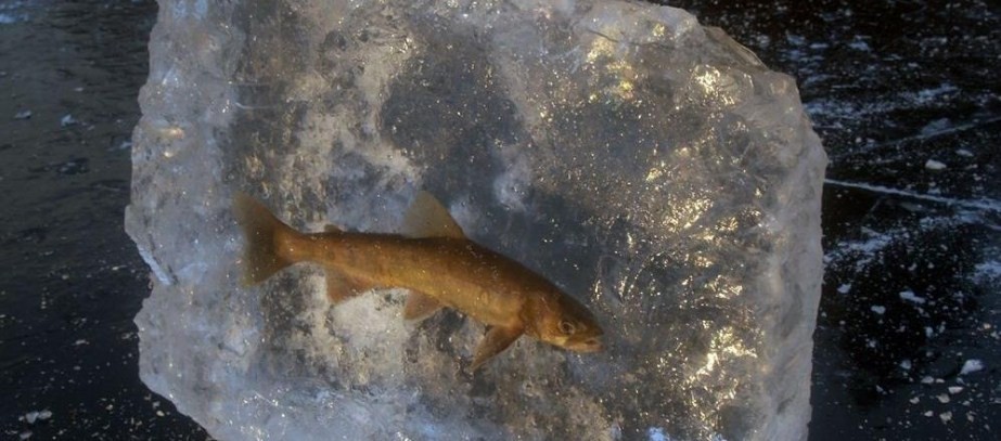 Удивительная рыба даллия: узнайте, почему она может жить в морозильной камере