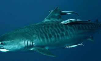 Каннибалы с пеленок: что известно про внутриутробное развитие акул