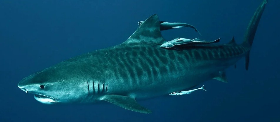 Каннибалы с пеленок: что известно про внутриутробное развитие акул