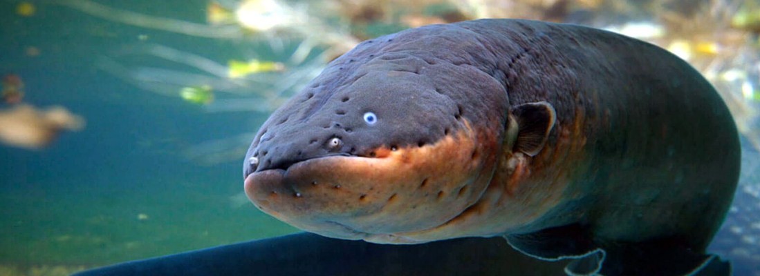 Угорь: необычная история обыкновенной рыбы
