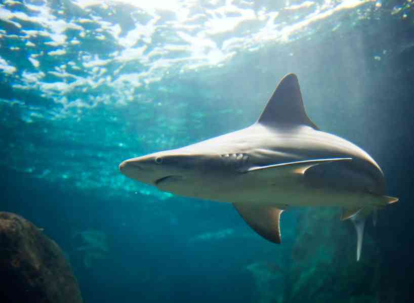 сколько живет акула
