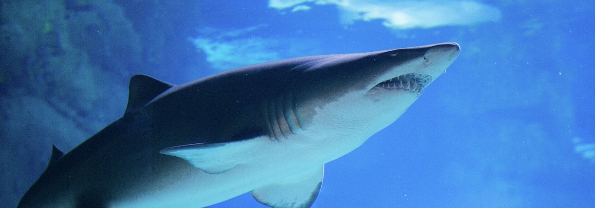 Всю жизнь без отдыха: как спят акулы?