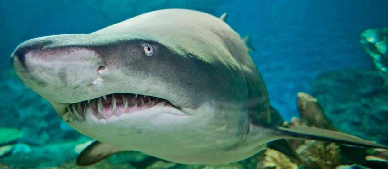 5 самых глупых мифов про акул: а вы в это верили?