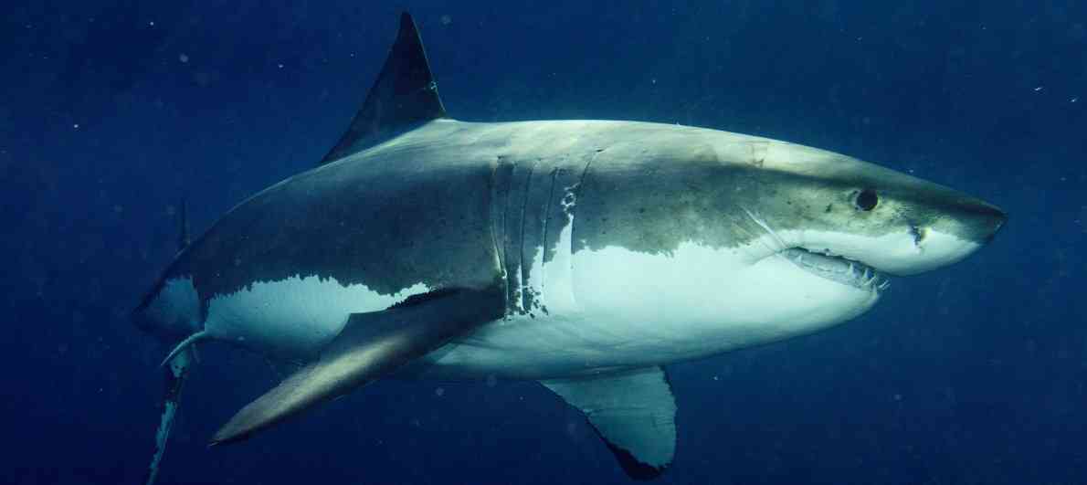Большая белая акула на грани исчезновения: в чем причина вымирания матерого хищника?