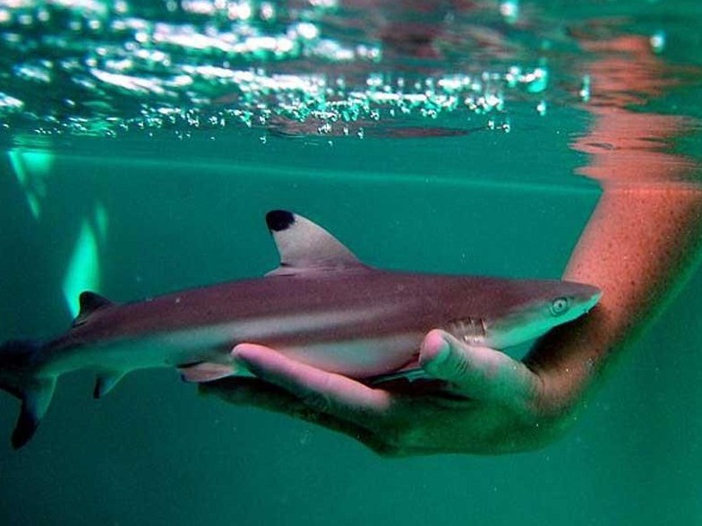 внешний вид ерноплавничной акулы 