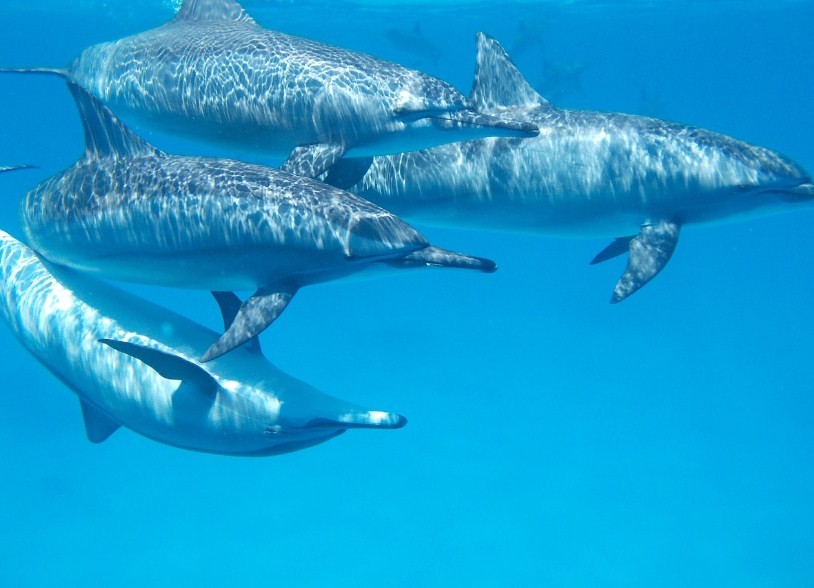 дельфины стаей