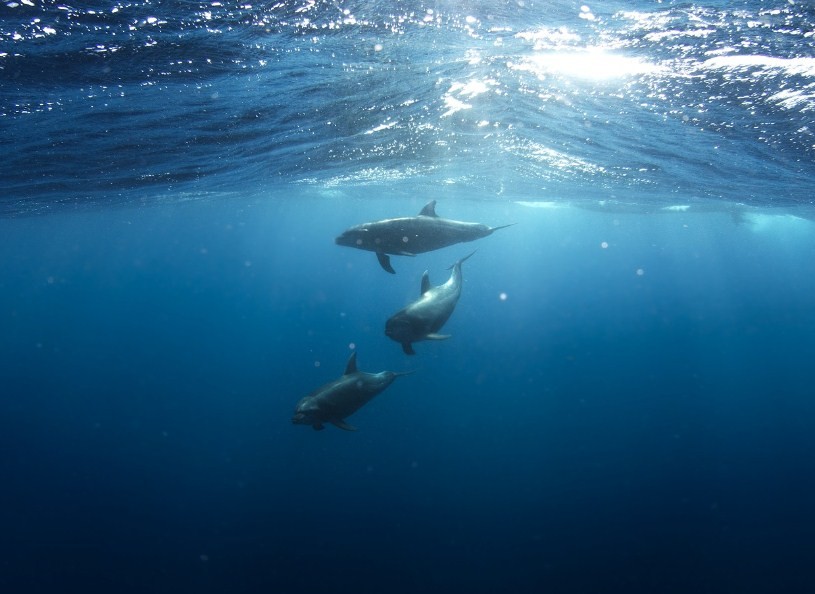 дельфины плавают стаей 