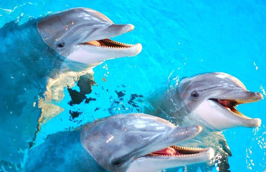 как выглядят дельфины 
