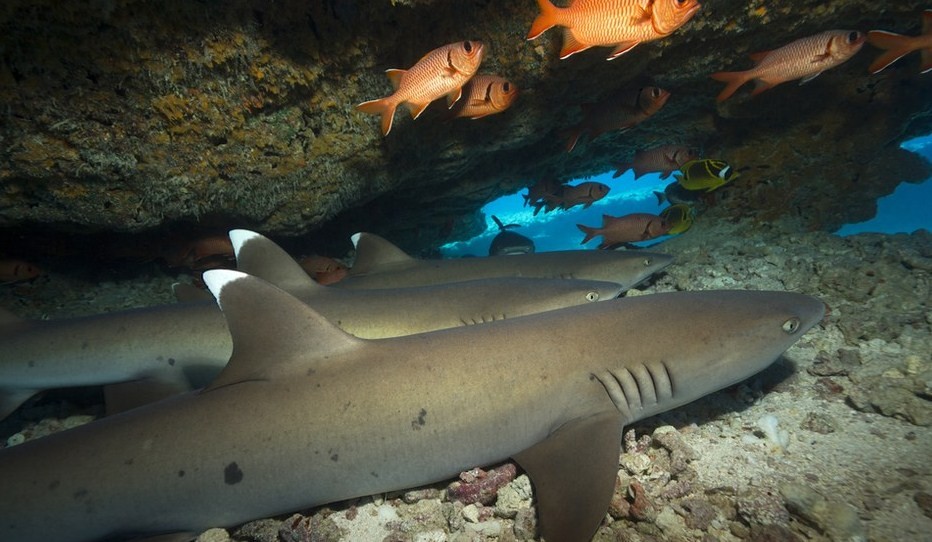 акулы спят внутри пещеры