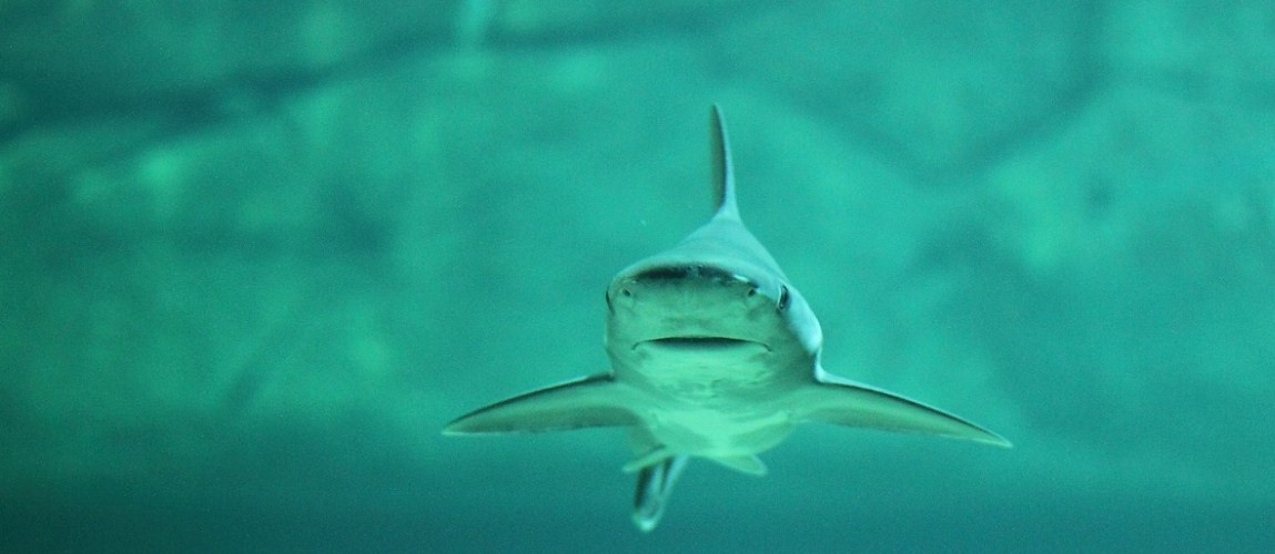 Правда ли что акулы бояться дельфинов и почему?
