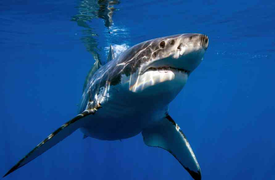 внешний вид белой акулы