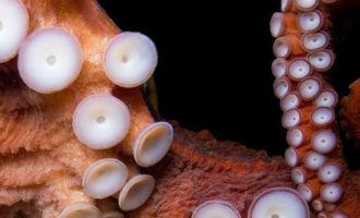 Осьминоги-гиганты: расскажем про 8 самых крупных осьминогов