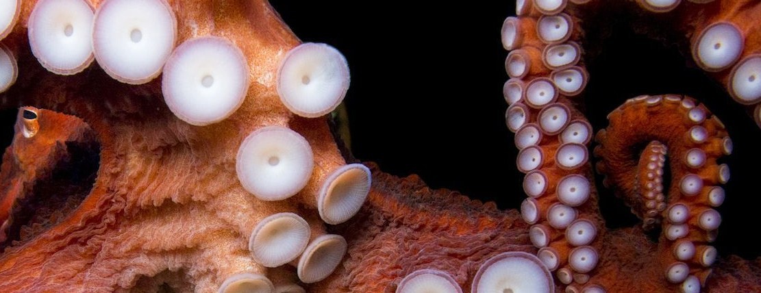 Осьминоги-гиганты: расскажем про 8 самых крупных осьминогов