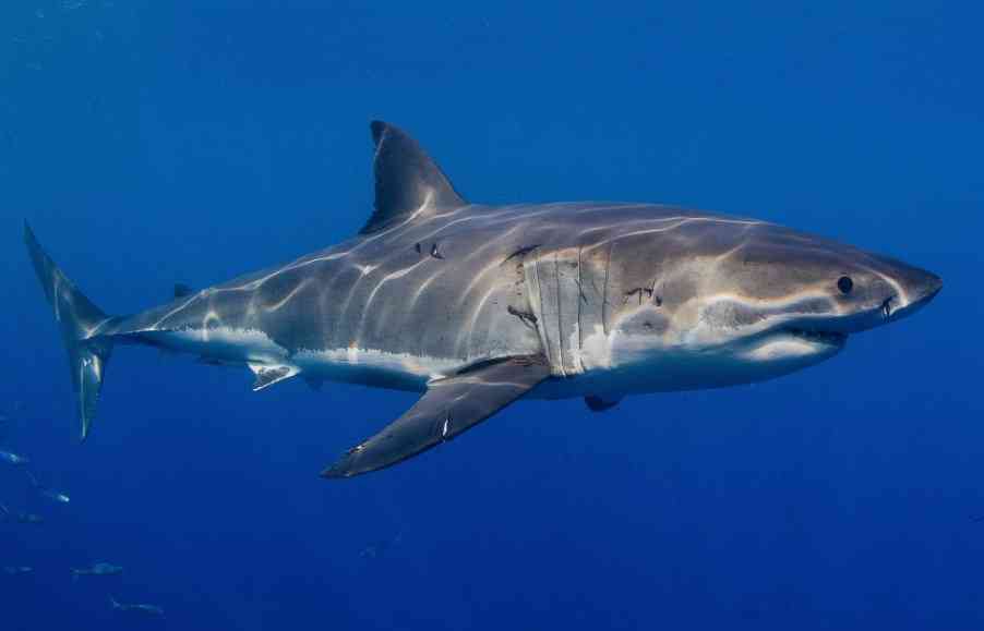 особенности строения акулы