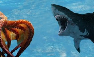 Кальмары и осьминоги против акул: кто победит в схватке?