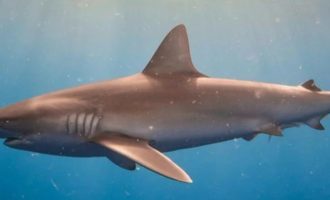Акулы обитают в реках: что известно про серую акулу из реки Ганг