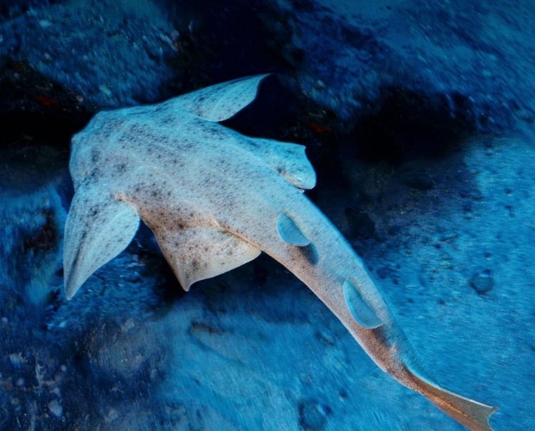 акула морской ангел в естественной среде 