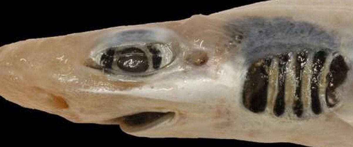 Обнаружена акула без зубов и кожи: именно человек уничтожает всё живое