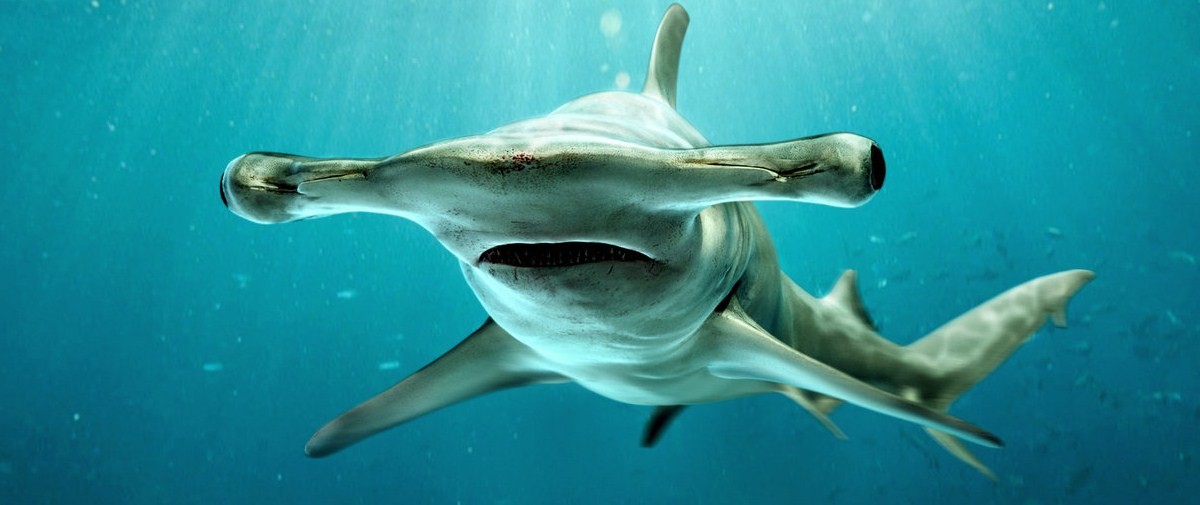 Акула с молотком, но зачем он ей: узнайте как молотоголовая акула использует свой инструмент