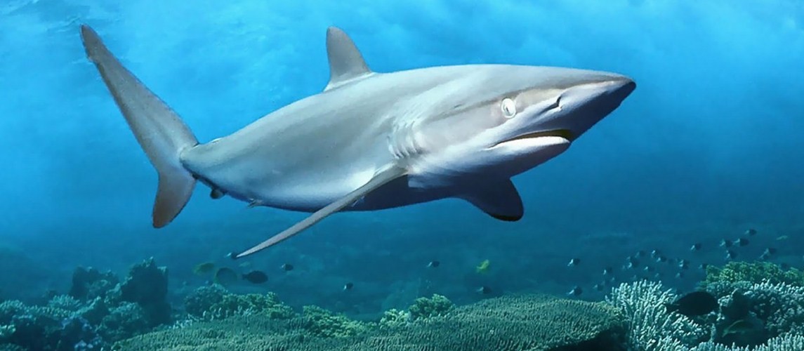 У страха глаза велики или почему мы переоцениваем опасность акул