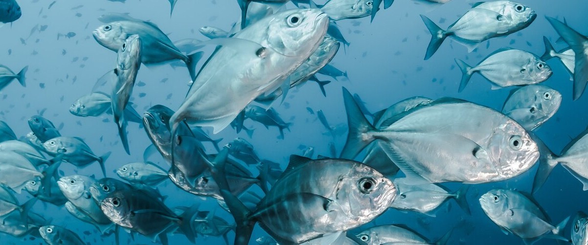 Самые интересные и удивительные факты о жизни рыб