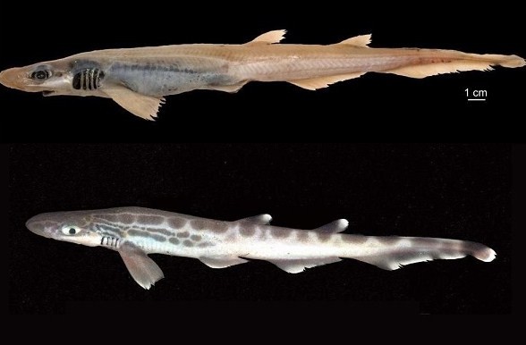 кожачья акула без зубов и кожи 