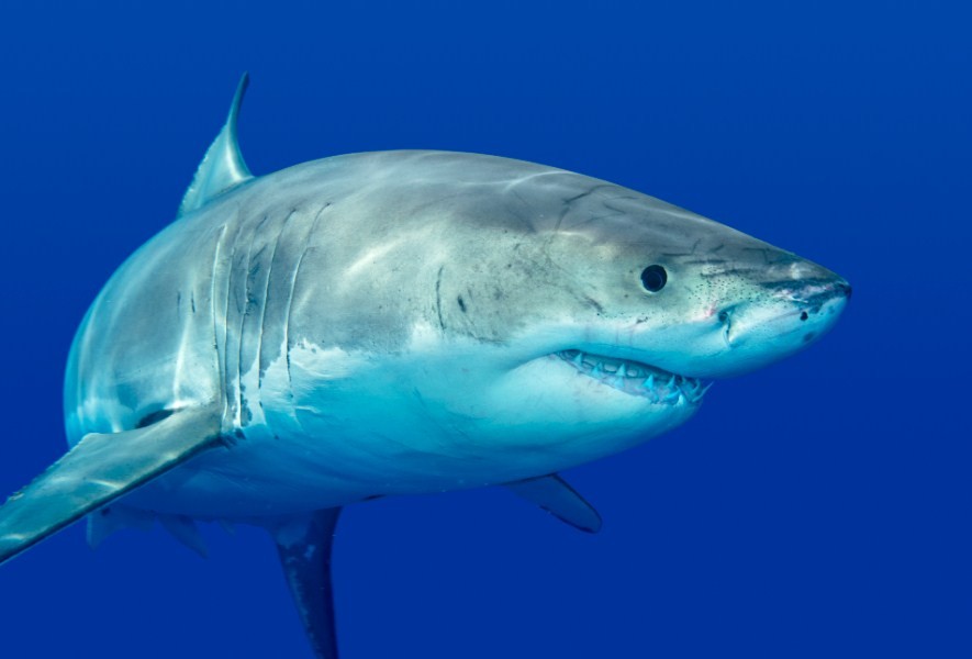 внешний вид акулы