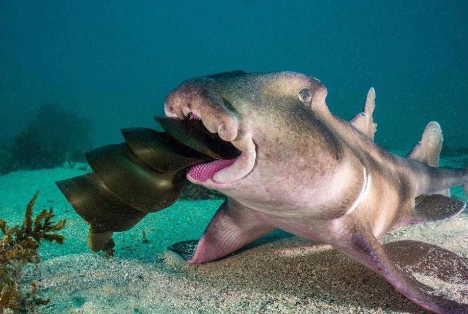 как выглядит калифорнийская бычья акула 