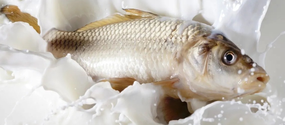 Что делать если от рыбы пахнет тиной: наши советы точно спасут ваш ужин