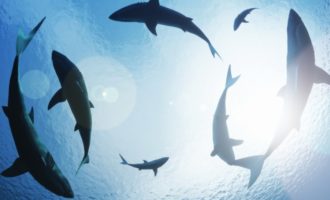 Акулы станут умнее и опаснее из-за потепления: неожиданное заявление ученых