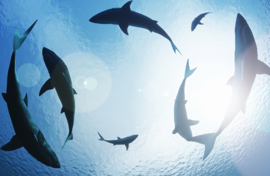 Акулы станут умнее и опаснее из-за потепления: неожиданное заявление ученых