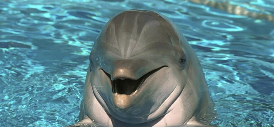 насколькоумным является дельфин 