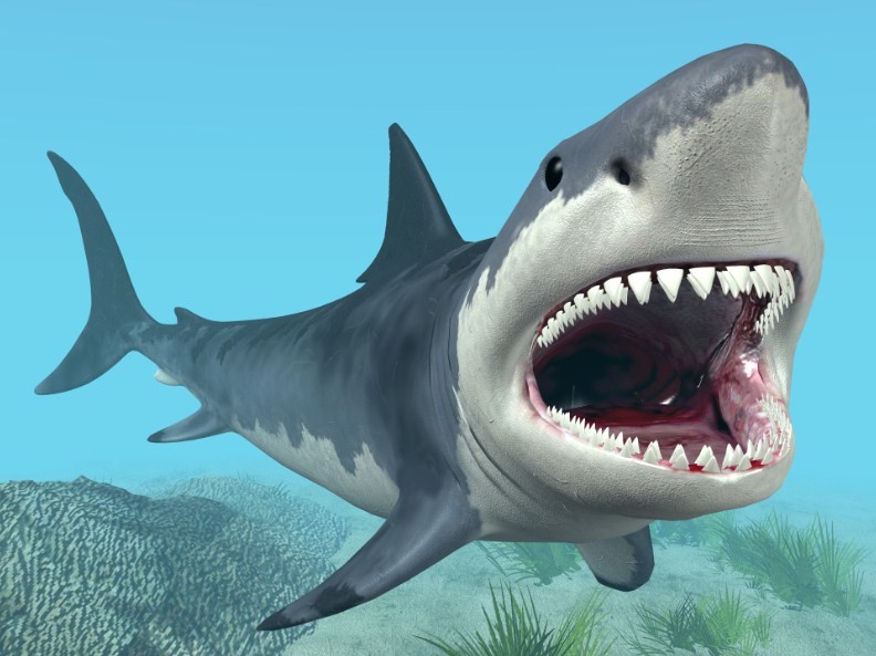 насколько опасна белая акула