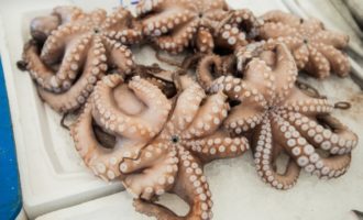 Калорийность и БЖУ осьминога: нужно ли есть этого моллюска