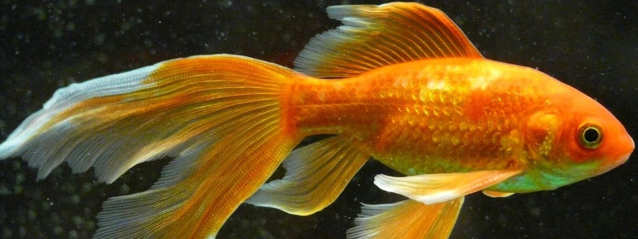 Почему не стоит заводить золотую рыбку начинающему аквариумисту: обратная сторона красоты