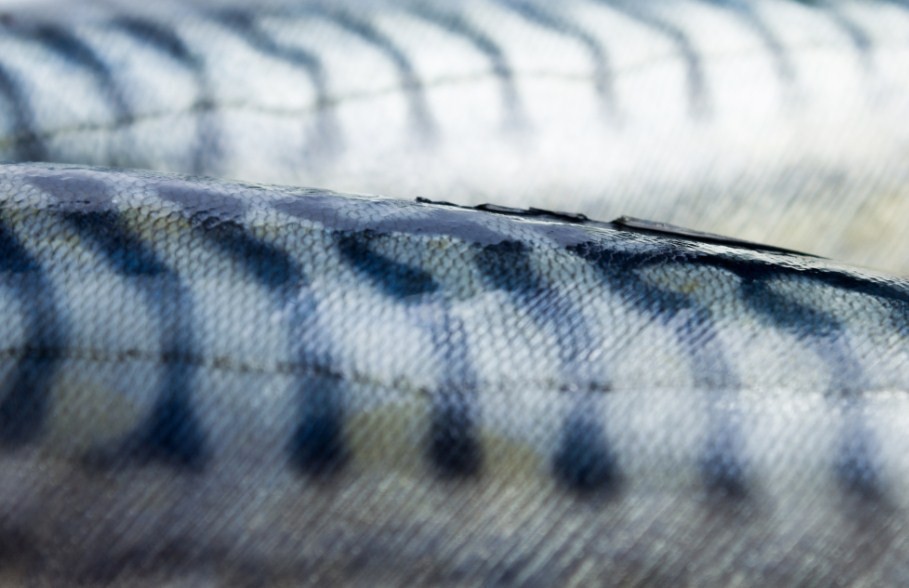 Как связана рыба сельдь и губная помада: ответ может шокировать